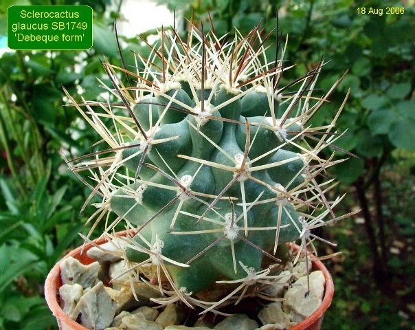 Sclerocactus_ glaucus _SB1749 'Debeque form' 06